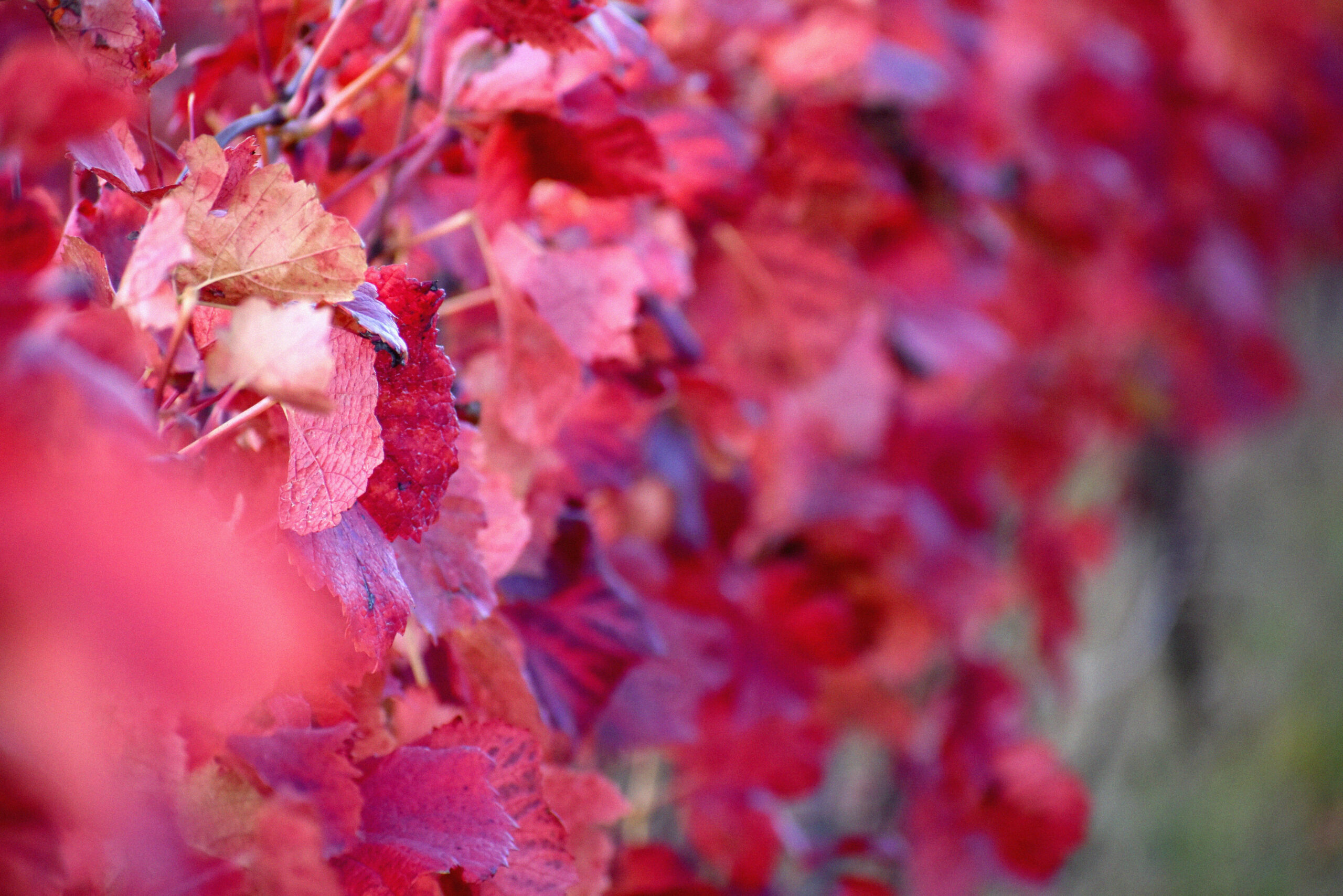 vignoble automne feuilles rouges champagne yves ruffin