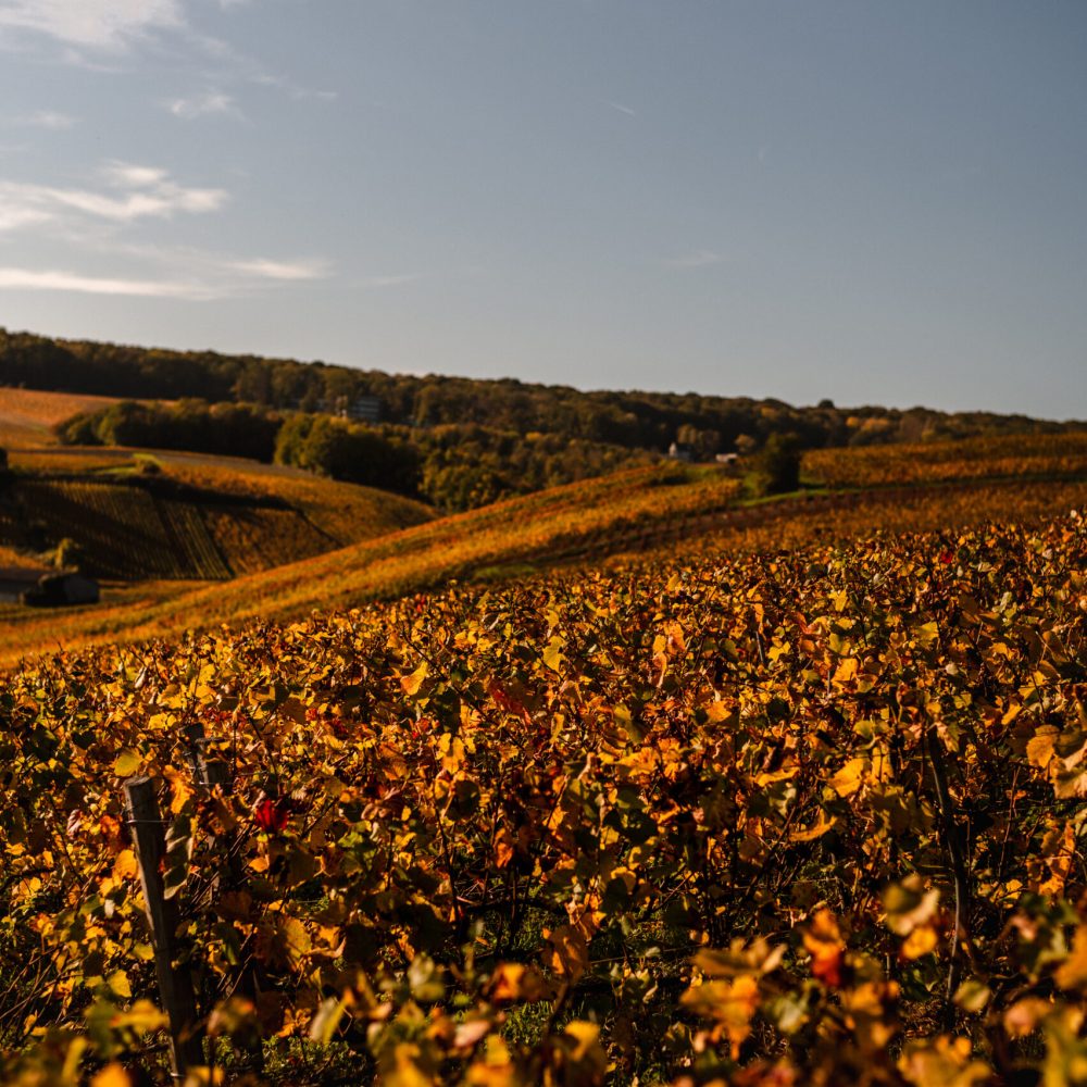 vignoble champagne yves ruffin