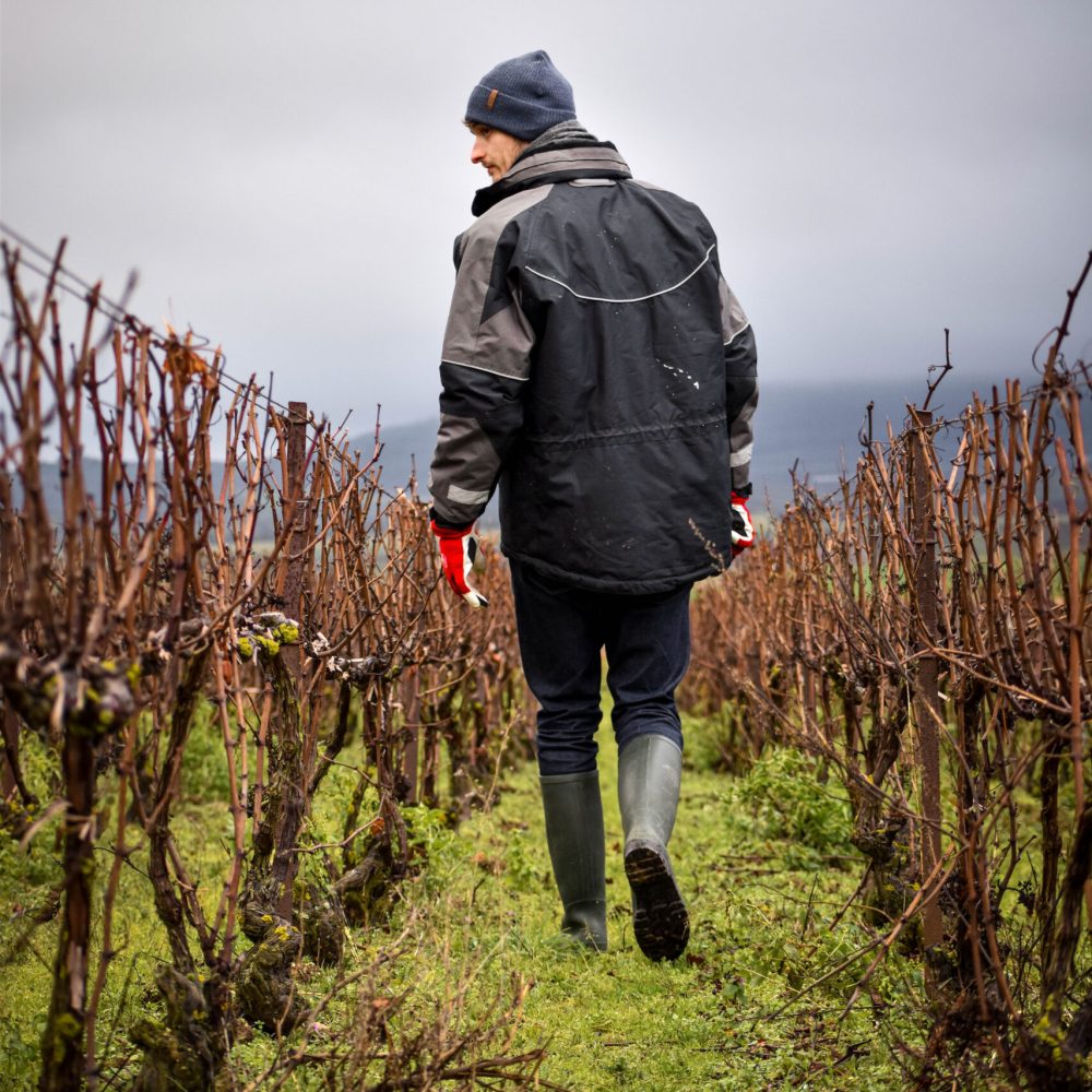 bourgeon vignoble hiver champagne yves ruffin champagne biologique