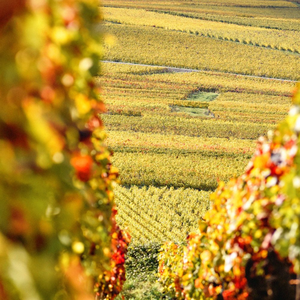 vignoble automne 8