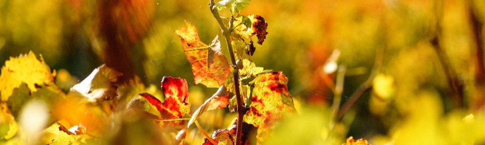 vignoble automne champagne yves ruffin